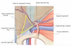 The inguinal hernia occurs when a section of the small intestine or fat pocket from the abdomen snakes down into the tubular canal that runs through the abdominal wall and pops out of a weakness in the peritoneum. Hernia Protocol Uw Ultrasound