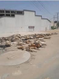 Animals are not occupying your playgrounds where you want to have worldcup  but why do you kill innocent animals in the names of worldcup