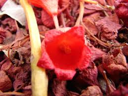 Image result for Cola pierlotii