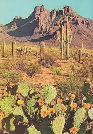 That way a customer will go back and buy another plant. I Want To Go Back To Arizona So Bad Landscape Desert Life Desert Landscaping
