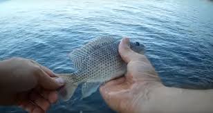 It has a total area of 64 square miles (170 km²). Fishing At The Sea Of Galilee With Guide Two Fishermen From Israel