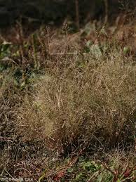 Image result for Eragrostis friesii