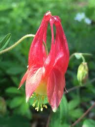 Maybe you would like to learn more about one of these? Aquilegia Canadensis Columbine Red Columbine Wild Columbine North Carolina Extension Gardener Plant Toolbox