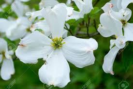 Check spelling or type a new query. White Cornus Florida Rubra Tree Also Known As White Flowering Stock Photo Picture And Royalty Free Image Image 135798575