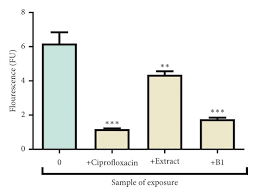Image result for Triumfetta welwitschii