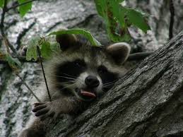 This Is What I Think Of Your Camera Cute Animals Animal Pictures Animals
