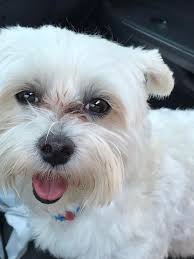 This is my best buddy Bentley. He is 6 yrs old