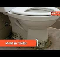 Ultimate Guide to Toilet Mold: Causes, Removal, and Prevention