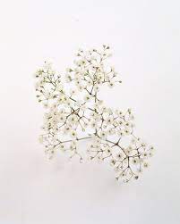 We did not find results for: Your Ultimate Guide To Flower Meanings Flower Meanings Flowers Meaning Babys Breath Flowers