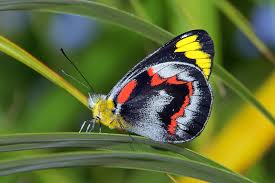 Australian Butterflies List