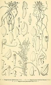 Image result for Microcoelia physophora