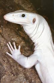Black And White Lizard Australia White Black Roughneck Monitor Rare Albino Animals Albino Animals Melanistic Animals