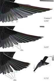 Maybe you would like to learn more about one of these? Quantifying The Dynamic Wing Morphing Of Hovering Hummingbird Royal Society Open Science
