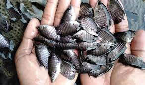 Selain itu besarnya permintaan pasar akan ikan nila tidak pernah surut. Ini Dia Tempat Jual Beli Bibit Ikan Nila Kualitas Terbaik Aplikasi Pertanian Media Agribisnis Gdm Agri