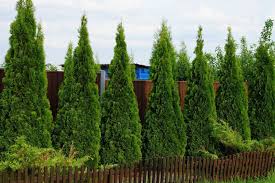 Privacy screens like all hedges can serve several purposes and can add value to many different types of property. How To Plant A Privacy Hedge Arbor Day Blog