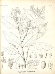 Image result for Parinari excelsa