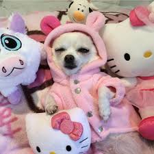When All Your Friends Wanna Go Out But Your At Home Like Chihuahua Cute Chihuahua Funny Animals