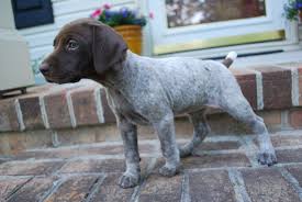 gsp puppy on point gsp onpoint gspownerforlife germanshorthairedpointer gsp puppy german shorthaired pointer puppies