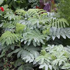 Image result for Melianthus