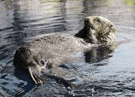 Marine animals are the preferred choice of sea otters. Japan S Oldest Sea Otter In Captivity Dies At 25 The Japan Times