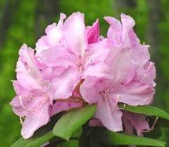 Rhododendron Mrs E C Stirling Krzewy