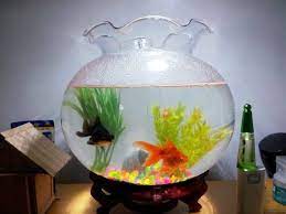 Selain bentuk ikan, ada juga akuarium yang berbentuk bulat mirip bola dunia. Aquarium Bulat 7 2 Liter Aquarium Ikan Hias Shopee Indonesia