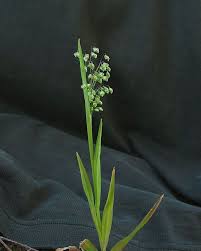 Image result for Briza minor