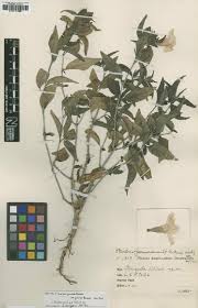 Image result for Barleria mackenii
