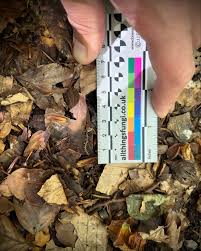 Image result for Synadenium glabratum