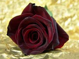Dark Colored Flowers Dark Red Roses Red Roses Flowers