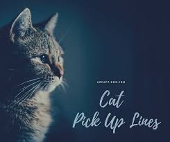 Adorable 49 Cat Pick Up Lines For Your Favourite Pet