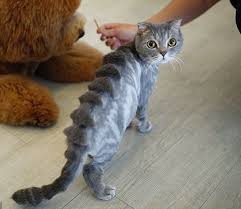 Can't you wash it, or something? Top Strange And Unique Cat Haircuts Cats In Care