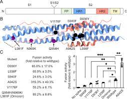 Structural conservation among variants of the SARS-CoV-2 spike postfusion  bundle | PNAS