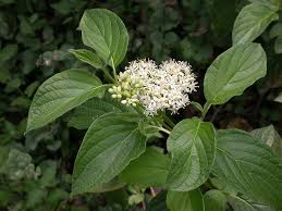 Image result for Sericorema sericea