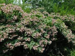 Image result for Clerodendrum melanocrater