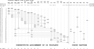 Evolution Of The Triplet Code The Chart Is Based On The