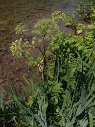 Image result for Physotrichia atropurpurea