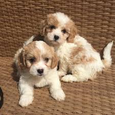 Cavapoo puppies for sale | designer pups. Cavachon Puppies For Sale Maryland Road Upper Moreland Township Pa 240394
