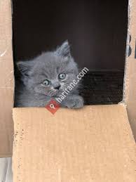 Scottish Fold British Shorthair Kedi Evi Sakarya