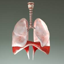 3d Respiratory Model 3d Model Human Respiratory System Respiratory System Human Body Systems