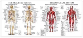 The Muscular And Skeletal System Large Chart Diagram Poster