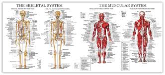 the muscular and skeletal system large chart diagram poster