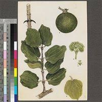 Image result for Strychnos cocculoides