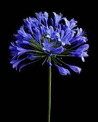 Agapanthus Still Life Flower Art Butartonline Agapanthus Flowerart Flowerphotography Stilllife Blueflowers Purple Flowers Wallpaper Flower Art Flowers