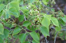 Image result for Dalbergia sissoo