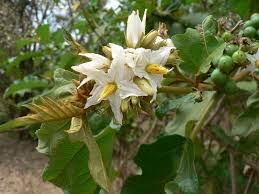Image result for Solanum chrysotrichum