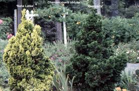 Image result for Chrysocoma obtusata