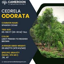 Image result for Cedrela