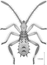 The genus name acanthocephala means spiny head and was inspired by the pointed tylus at the tip of the head. Life History And Laboratory Rearing Of Narnia Femorata Hemiptera Heteroptera Coreidae With Descriptions Of Immature Stages