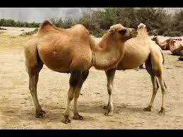 Various vocalists, musicians and comedy acts were heard during the 21 years this show was on the air, including such talents as benny goodman. Camel Animals For Children Kids Videos Kindergarten Preschool Learning Toddlers Sounds Songs Farm Youtube